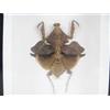 asiahouse24 Dead Leaf Mantis (Deroplatys desiccata) - mantide - vero insetto gigante ed esotico in vetrina 3D, incorniciato - tassidermia, murale per soggiorno