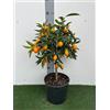 MODIPITRE Pianta di Kumquat in Vaso, Albero da Frutto in Vaso da 20 cm