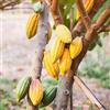 Generic cacao semi di giardino balcone resistenti giardino 600pcs