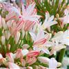 Generic Semi di Agapanthus, semi di selvatici resistenti per il giardino vecchie varietà 200pcs