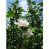 Generic Rosa di Sharon Hibiscus Syriacus Peonia bianca Arbusto perenne