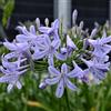 le Georgiche Vivai le Georgiche - Pianta vera di Agapanthus praecox ssp. minimus Peter Pan - vaso Ø 19 cm