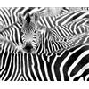 Rasch Wallpaper 363616 - Carta da parati fotografica su tessuto non tessuto, con gregge di zebra, in bianco e nero, collezione African Queen III