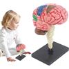 Generico Modello cerebrale psicologico - Modello didattico anatomico con base espositiva, Anatomia cerebrale 'arteria fai-da-te, Identificazione delle funzioni Strumento di studio scientifico | Display per