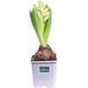 eGarden.store Pianta di Giacinto o Hyacinthus vari colori pianta ornamentale da esterno pianta vera bulbosa da fiore venduta da eGarden.store (Bianco v.7 cm - N.B. Non fiorite. Solo bulbo vitale)