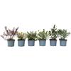 Plant in a Box - Hebe pinguifolia - Hebe veronica a cespuglio - miscela di 6 - vaso 10,5cm - altezza 15-20cm