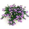 POWERS TO FLOWERS - BACOPA LILLA, 3 PIANTE VASO 14, piante vere