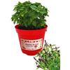 P. Piantine da Orto | Basilico Cannella, Pianta in Vaso Diametro 14 cm, Pianta Pronta per il Trapianto, Pianta Vera, Vivaio Italiano