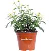 eGarden.store Pianta di Lantana Camara pianta da esterno da fiore vari colori ornamentale pianta vera di Lantana Camara venduta da eGarden.store (Bianco v.14 cm)