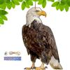 Generico Uccelli Piccioni Dissuasore, Uccelli Finti Spaventa Piccioni, Antipiccioni Per Balconi, Scaccia Gazze Ladre, Garden Protector Decor Waterproof With Bell