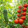 TLDBATICE 2 Pezzi Rete per Piante Rampicanti, Rete per Rampicanti 0.9 X 1.8 M Per Piante Rampicanti, Rete per Cetrioli Rampicanti per Cetrioli E Piante Rampicanti, Pomodori, Giardino, Serra