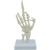 Eurowagens Umano Scheletro Modello Life Misura per Anatomia Studiare Flessibile Nocche Dita