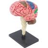 Eurowagens Umano Cervello Anatomia Modello Assemblaggio Giocattolo per Kid 7-14