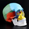 Eurowagens 1:1 Scala Colorato Umano Adulto per Testa Modello Con Cervello Stelo Anatomia