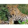 Ravensburger Puzzle Ravensburger Leopardo, 100 pezzi. xxl 1 St