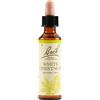SCHWABE PHARMA ITALIA Srl Schwabe Bach White Chestnut 20 ml