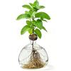 Qnbonrich Vaso di vetro per avocado, vaso di fiori di avocado in vetro, vaso di avocado, vaso da coltivazione in vetro trasparente, fioriera per principianti, decorazione per ufficio a casa