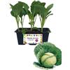P. Piantine da Orto | Cappuccio Tondo, Pianta da Orto o Balcone Pronta al Trapianto, Kit da 6 Piantine, Pianta Vera da Esterno, Vivaio Italiano