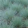 Generic 6x Festuca glauca - Vaso 9x9 cm - foglia blu ornamentale giardino