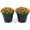 POWERS TO FLOWERS - DELOSPERMA ARANCIONE, MESEMBRIANTEMO RIFIORENTE, 2 PIANTE IN VASO 14 cm DIAMETRO, piante vere