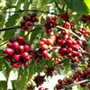 Generic semi di caffè - selvatici giardino per esterni biologici balcone resistenti vecchie varietà rialzata 30pcs