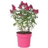 Plant in a Box - Buddleja Candy Little Ruby - Buddleja davidii - Lillà farfalla resistente all'inverno - Fiori Rossi - Vaso 19cm - Altezza 30-40cm