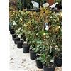 Vivaio di Castelletto Magnolia grandiflora gallisoniensis Little Gem pianta in vaso ø34 cm h. 150/170 cm