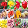 Semi Strani SEMISTRANI.IT - 120 Semi dei 12 Peperoncini più Piccanti del Mondo, Coll. SUPER HOT + Guida: CAROLINA REAPER, JAY GHOST, APOCALYPSE, NAGA MORICH, BHUT JOLOKIA, HABANERO, PIMENTA, CALABRESE, CAYENNA