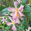 Generico Pianta di RHINCOSPERMUM JASMINOIDES ROSE falso gelsomino Rosa vaso18 RINCOSPERMO AMDGarden