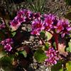 Arborix 6 x Bergenia 'Morgenrote' - Perenni Vaso 9cm x 9cm