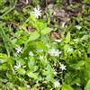 Generic stella giardino di aromatiche da interno sul balcone semi di stellaria media selvatiche rare coltivazione da giardino aromatiche per la cucina con 60semi