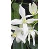Generico Pianta da Esterno Clematis Armandii Vaso 11cm