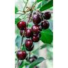 Generico Pianta di Ciliegio Dolce Regina in Vaso da 20 cm