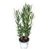 I GIARDINI DI GIULIA - Nerium Oleander Ø18 H.45 | Pianta Sempreverde con Fiori Colore Bianco| Ideale per Giardini, Terrazzi e Siepi | Resistente e Facile da Coltivare (Fiori bianchi)