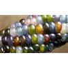 Generic Original Rare 50 sementi maïs gemme biologique, popcorn multicolore, Cherokee