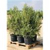Sunny Tree - Albero di ulivo Olea Europaea a forma di arbusto, cespuglio - sempreverde - Resistente - 18 - altezza 140 - 160 cm con vaso - A+ ware