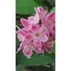 Generico Pianta da Esterno Deutzia x Hybrida Perle Rose Vaso 19 cm