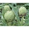 NONE 50 semi di CARCIOFO GREEN GLOBE