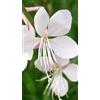 Generico Pianta da Esterno Gaura Lindheimeri Bianca Vaso 19 cm