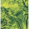 Monorail 3000 B/w Star Children (Vinyl) Lettuce