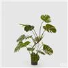 Enzo De Gasperi EDG Enzo De Gasperi pianta con vaso Monstera h128 cm