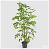Enzo De Gasperi EDG Enzo De Gasperi Pianta Artificiale con Vaso Dalbergia H160 cm
