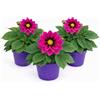POWERS TO FLOWERS - DALIA A FIORE FUCSIA CON OCCHIO, 3 PIANTE, VASO 12 CM DIAMETRO, piante vere