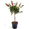 POWERS TO FLOWERS - CALLISTEMOM LAEVIS, CALLISTEMONE AD ALBERELLO, ALTEZZA 65CM, VASO 17 CM DIAMETRO, pianta vera