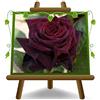 EURO PLANTS VIVAI Rosa a Cespuglio Rosso Scuro Grandi Fiori