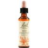 Fiori di bach Schwabe Fiori di Bach Red 25 Chestnut Gocce 20 ml