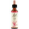 Fiori di bach Schwabe Fiori di Bach 22 Oak Gocce 20 ml