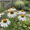 Bloomique - Set di 6 - Echinacea Purpurea White Swan - Echinacea - Ricca fioritura - Resistente all'inverno - Perenne - Altezza 10-20 cm - Vaso 9 cm