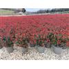 Vivai De Laurentiis Photinia x Fraseri Nana 'Chico' vaso 19 cm