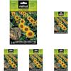 Semillas Batlle Semi aromatici di Batlle - Girasole (Seeds - 30cm), bianco (Confezione da 5)